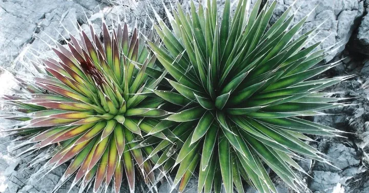 Agave striata