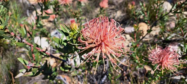 Leucospermum tottum