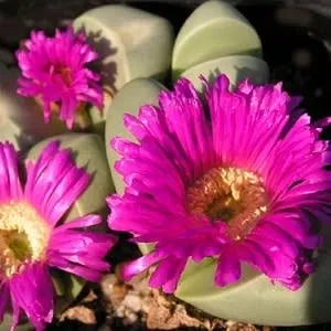 Argyroderma ringens