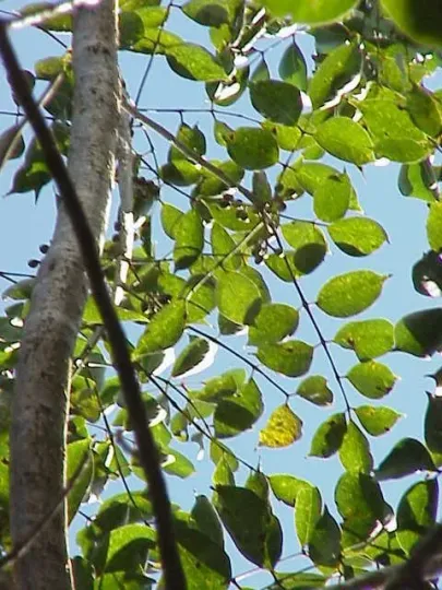 Bursera medranoana