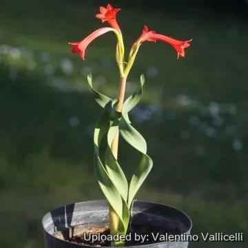 Ціртантус спіральний