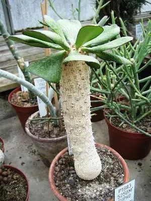 Euphorbia unispina