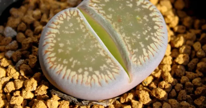 Lithops aucampiae