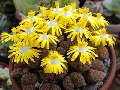 Lithops bromfieldii
