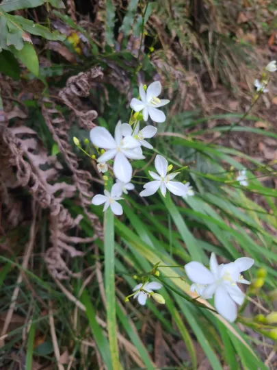 Libertia paniculata