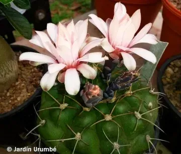 Gymnocalycium chiquitanum
