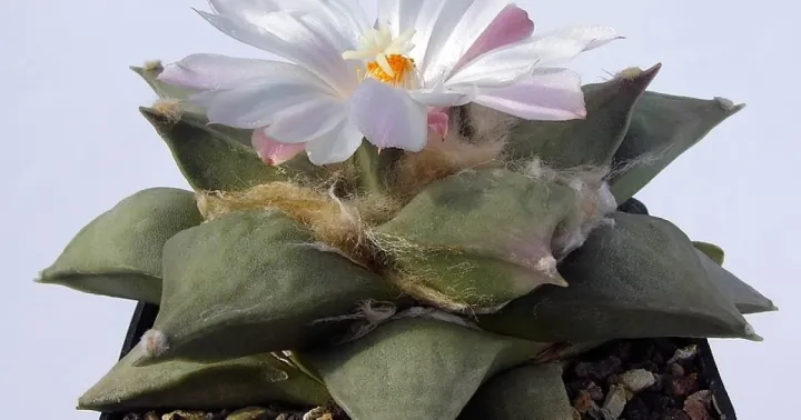 Ariocarpus agavoides