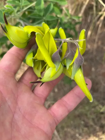 Кроталярія агатіфлора