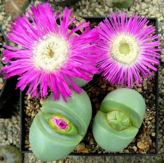 Argyroderma pearsonii