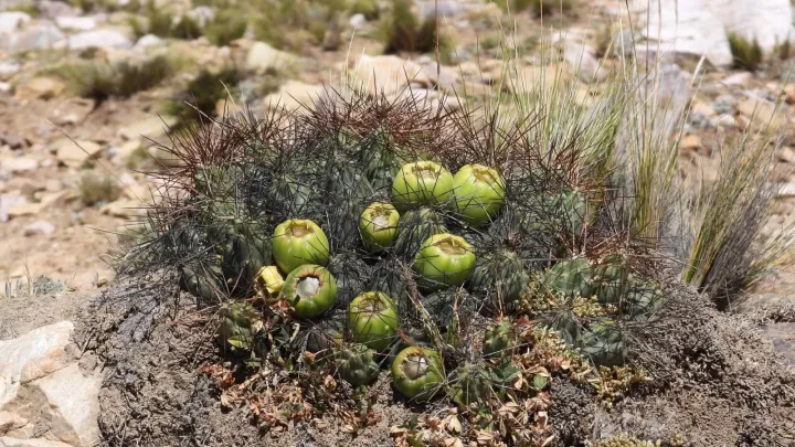Cumulopuntia boliviana
