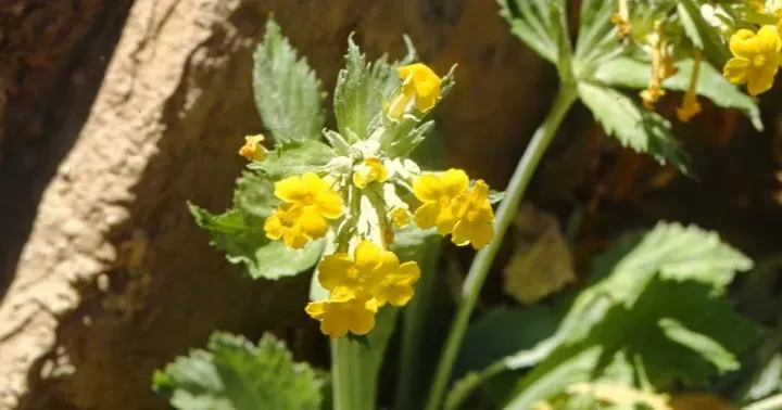 Bayern's Primrose