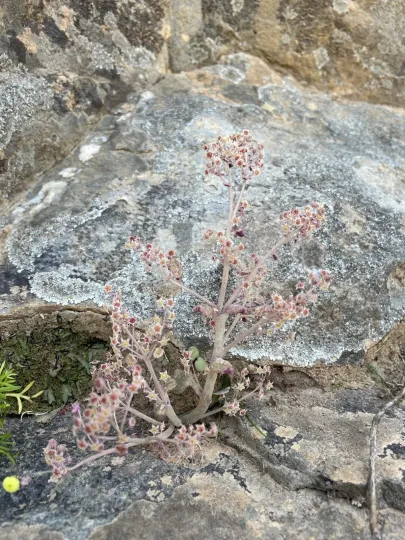 Crassula nemorosa