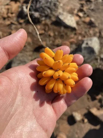 Піренаканта каурабассана