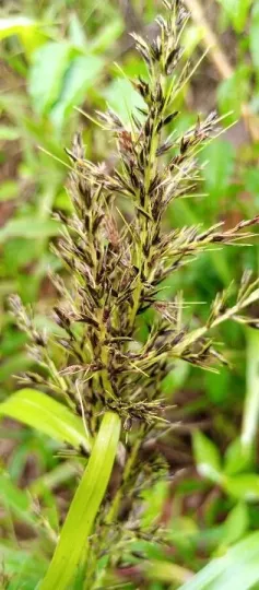 Wahlenberg's Sedge