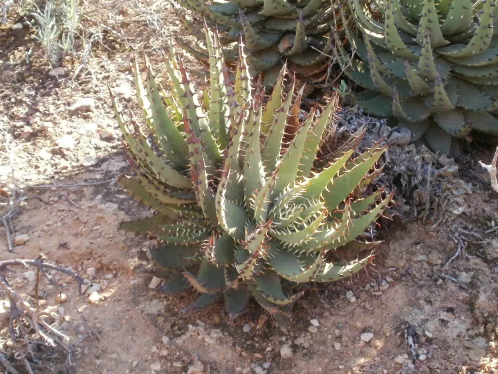Aloe melanacantha