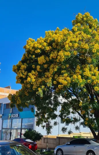 Gold medallion tree