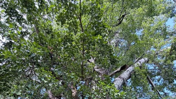 Brandegee poplar