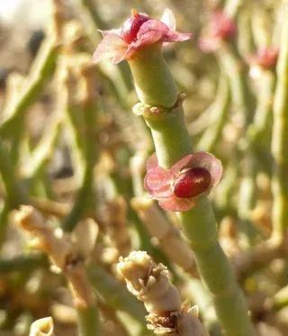 Broom-like saxaul