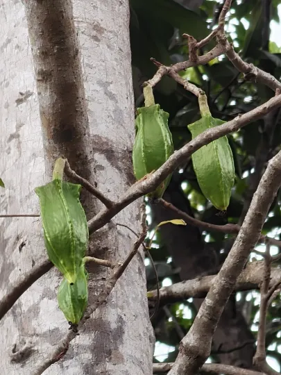 Jacaratia mexicana