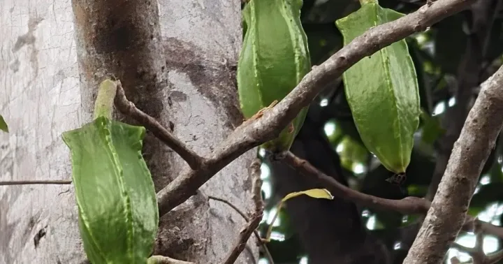 Jacaratia heptaphylla