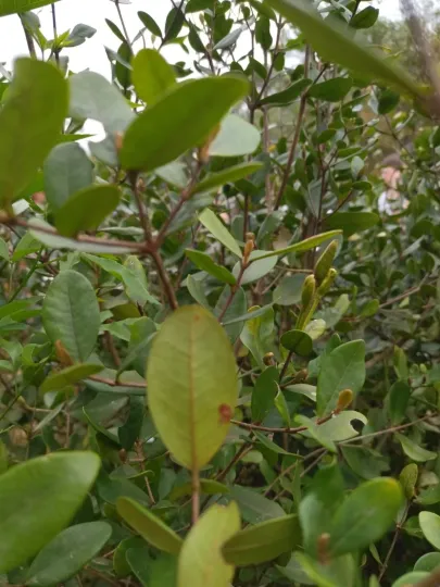Myrceugenia euosma