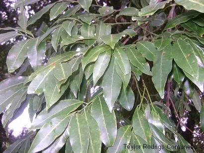 Cryptocarya aschersoniana