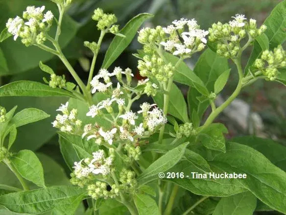 Frostweed