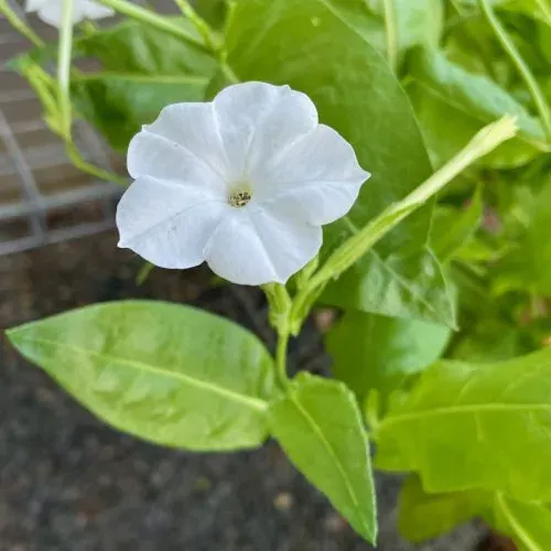 Nicotiana excelsior