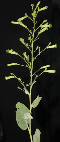 Nicotiana knightiana
