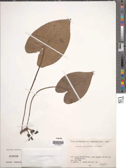 Asarum yakusimense