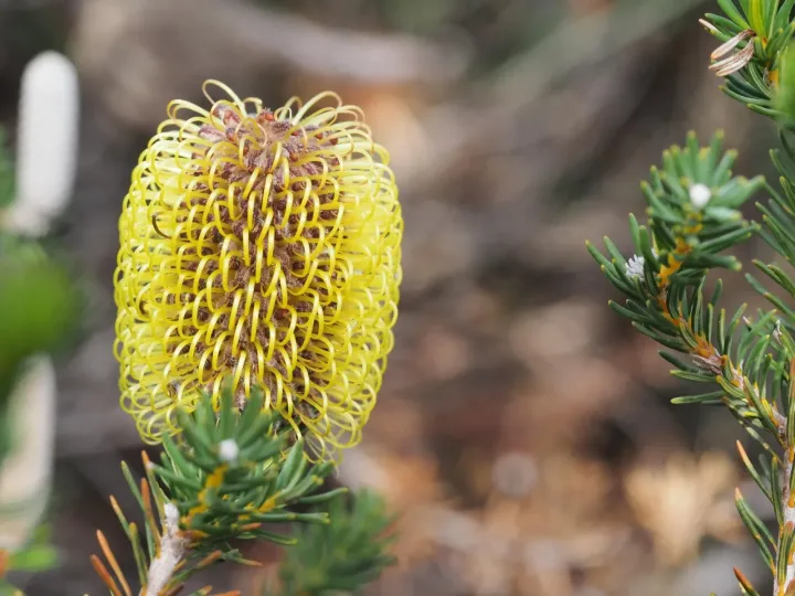 Teasel Banksia