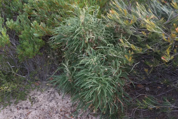 Banksia plumosa