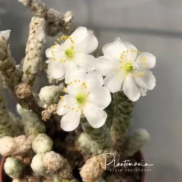 Анакампсерос рекурвата
