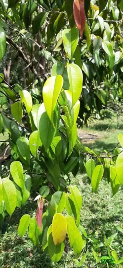 Doona congestiflora