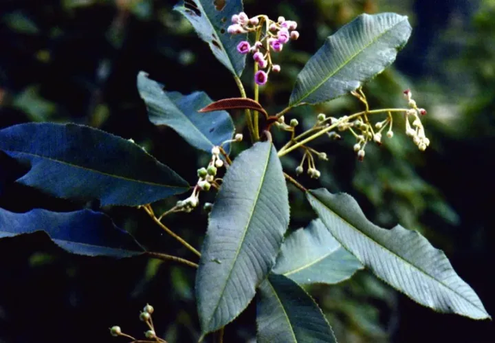 Saurauia fasciculata
