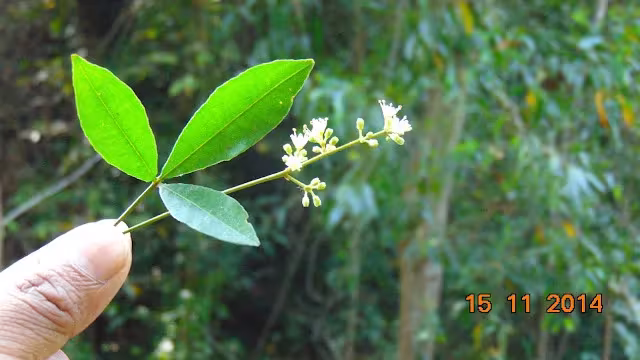 Elaeocarpus tectorius