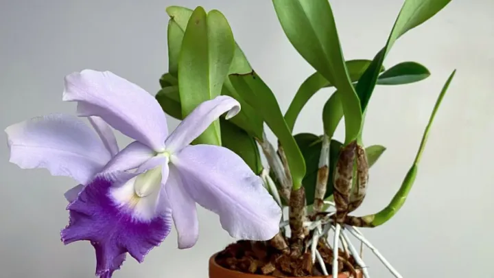 Laeliocattleya