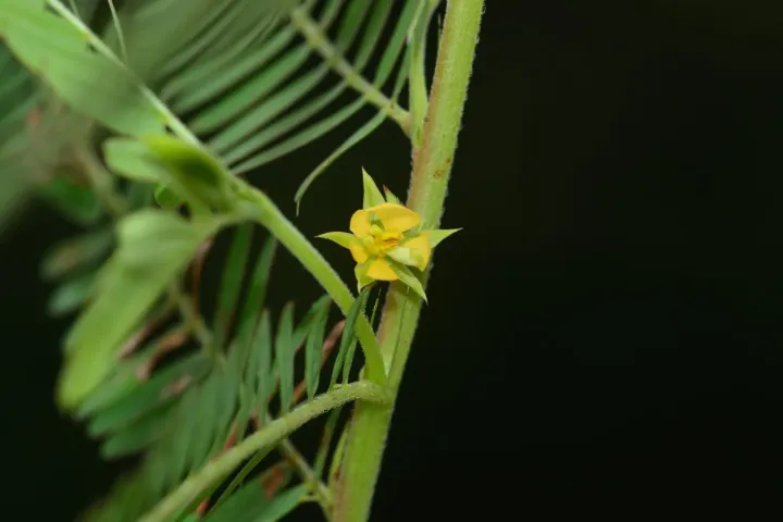 Chamaecrista pumila