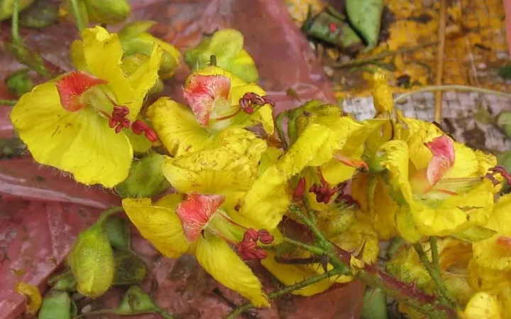 Caesalpinia mimosoides