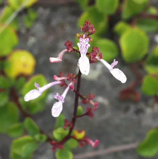 Aeollanthus parvifolius