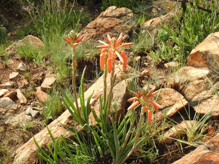 Aloe verecunda