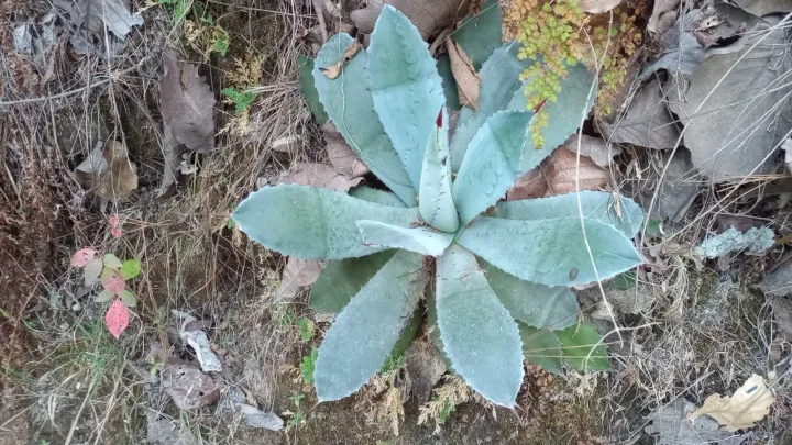 Guadalajara agave