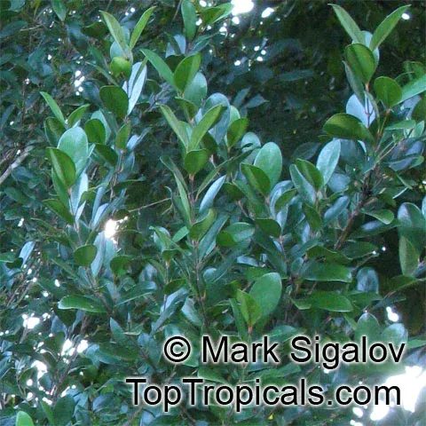 Myrtle-leaved coffee