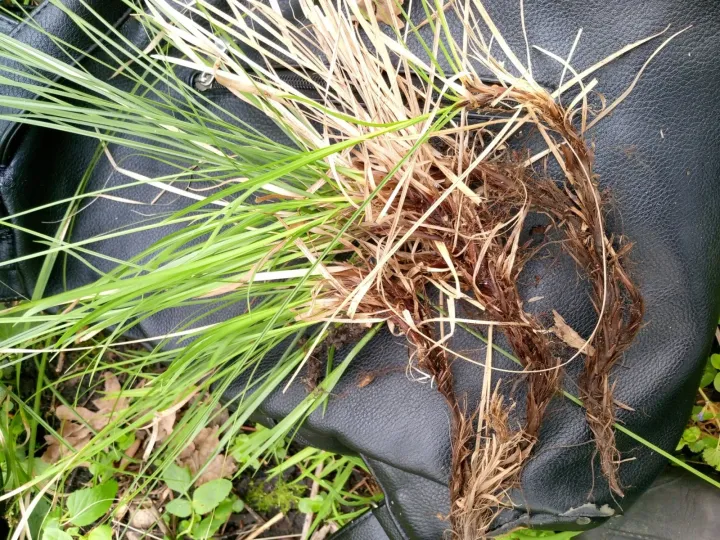 Rooted sedge