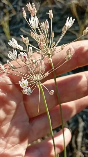 Allium inaequale