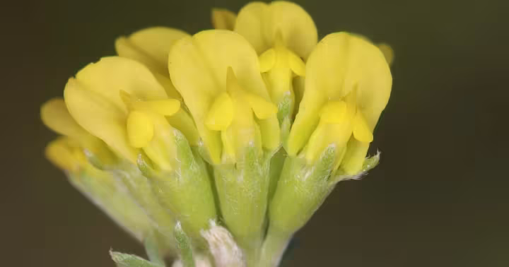 Anthyllis onobrychioides