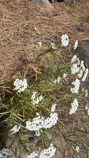 Lobularia canariensis
