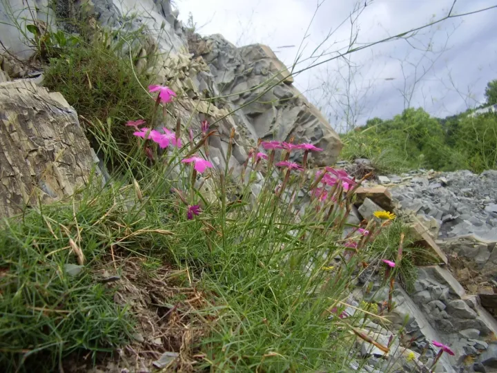 Acantholimon-leaved pink