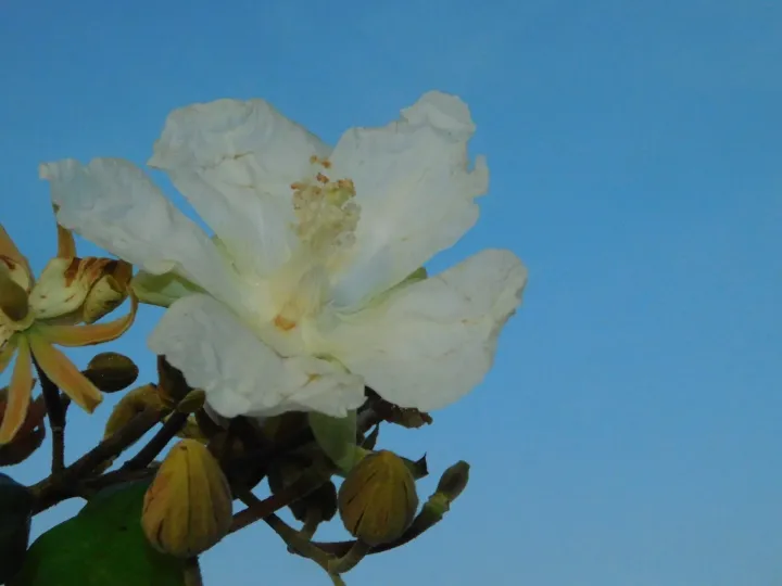 Луэя красивая