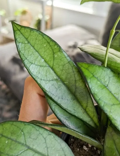 Hoya crassipetiolata